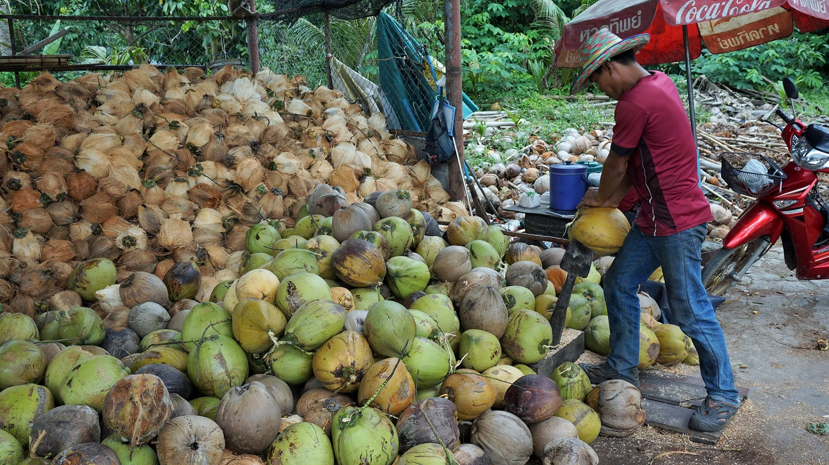 coconut plantation Jungle Discovery Tour Samui